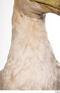 Bird 10 neck 0003.jpg